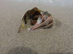 Image of Thinstripe Hermit Crab