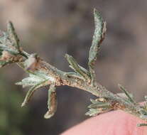 Image of Helichrysum zeyheri Less.
