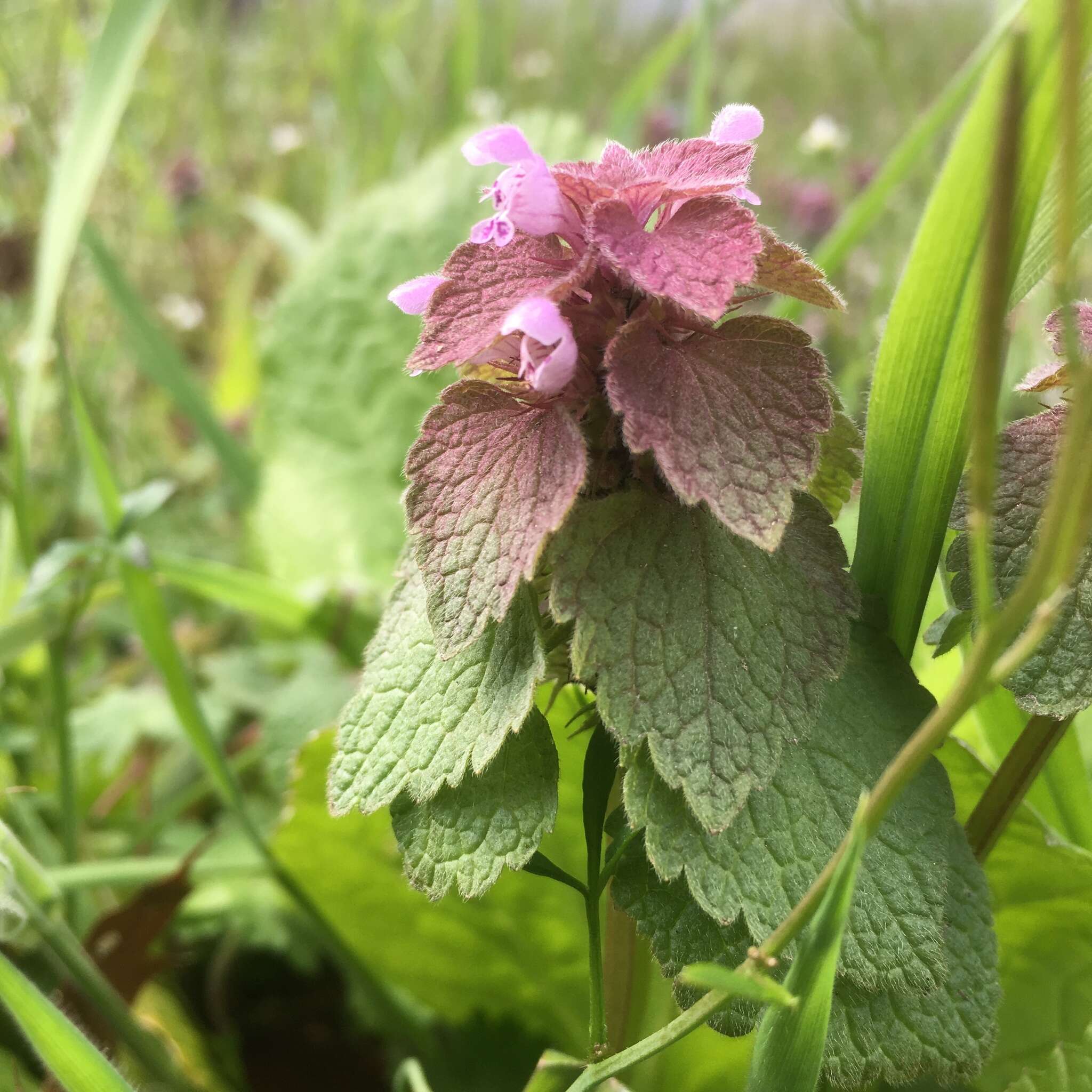 Imagem de Lamium purpureum var. purpureum