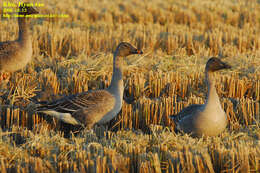 Image of Bean Goose