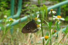 Image of Euploea midamus Linnaeus 1758