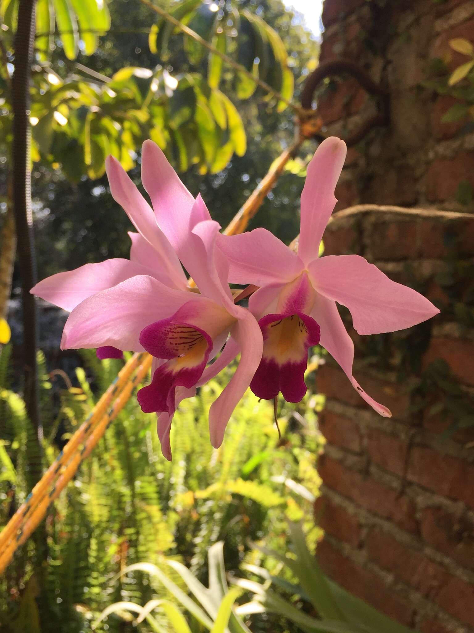 Image de Laelia anceps Lindl.