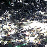 Image of Japanese Squirrel