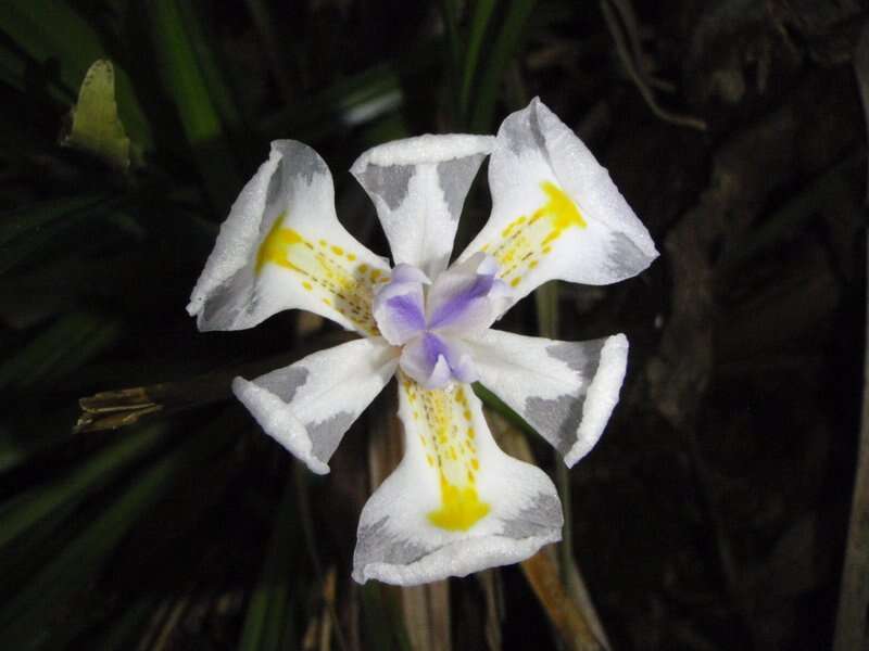 Image of Dietes iridioides subsp. iridioides