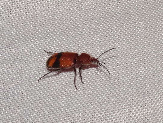 Panagaeus (Hologaeus) fasciatus Say 1823的圖片