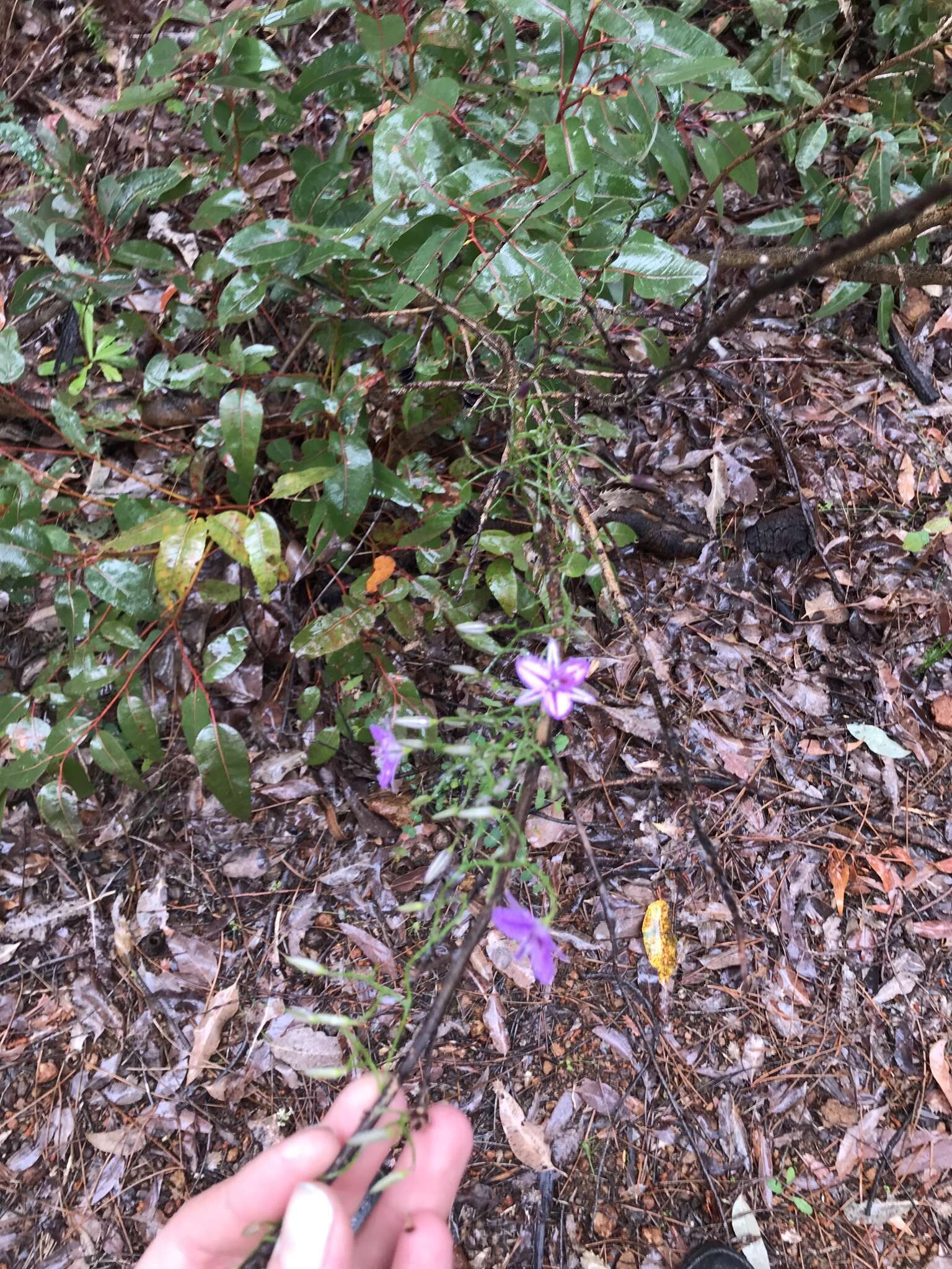 Image of Thysanotus sparteus R. Br.