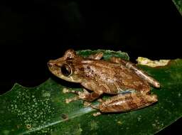 Image of Rio Verde Snouted Treefrog