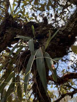 Image of Prosthechea punctulata (Rchb. fil.) Soto Arenas & Salazar