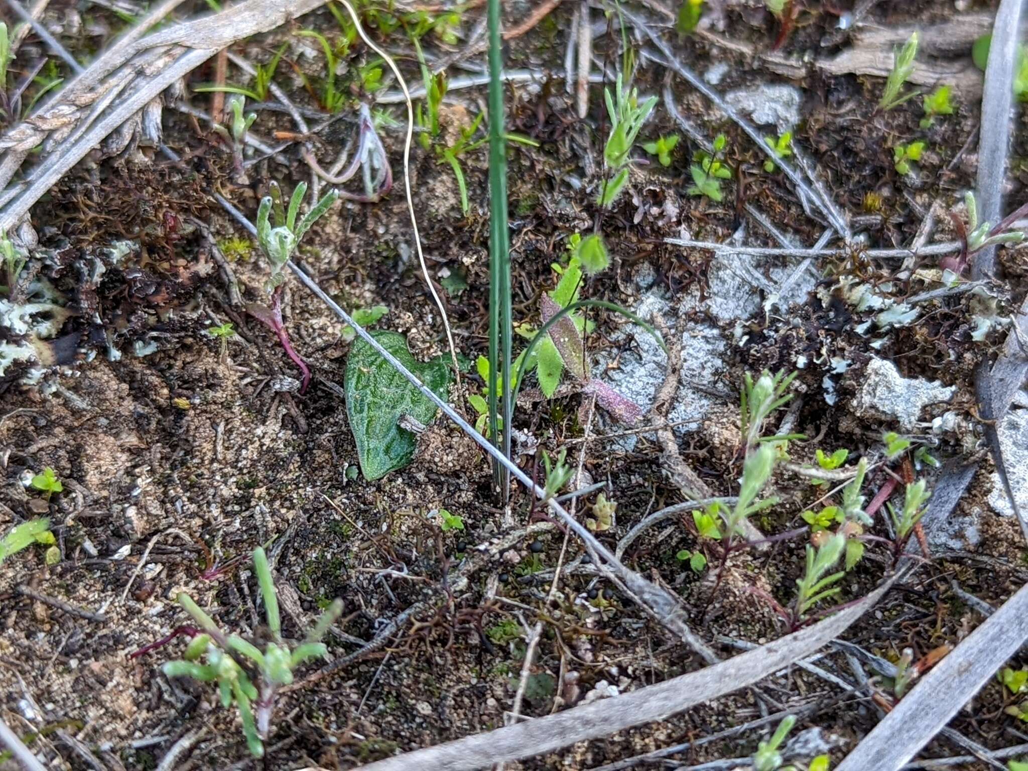 Eriochilus collinus subsp. sericeus R. J. Bates的圖片