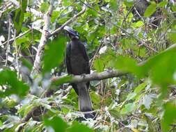 Image of Bushy-crested Hornbill