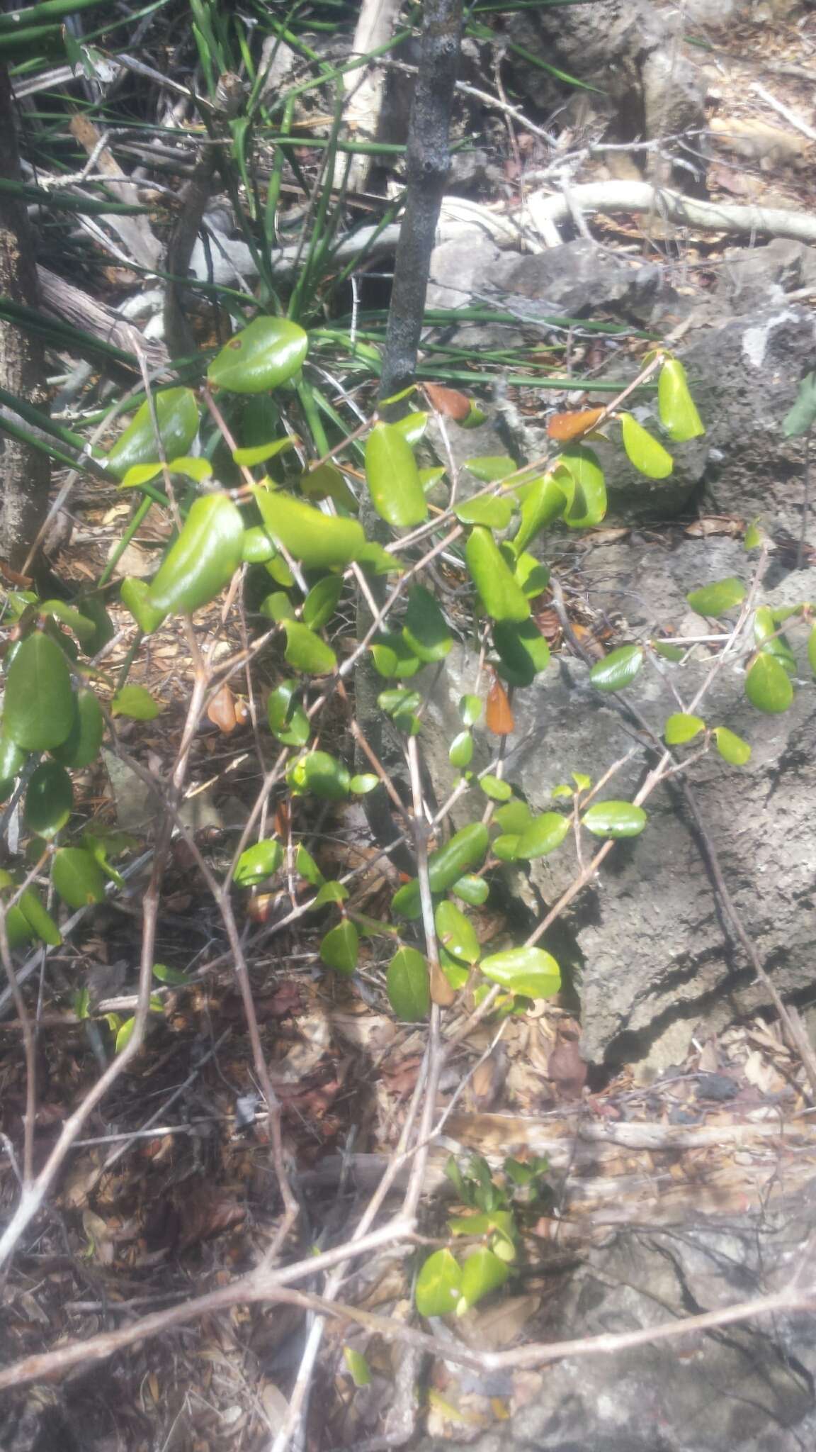 Image of Coffea boiviniana (Baill.) Drake