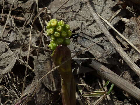 Image of Petasites spurius (Retz.) Rchb.