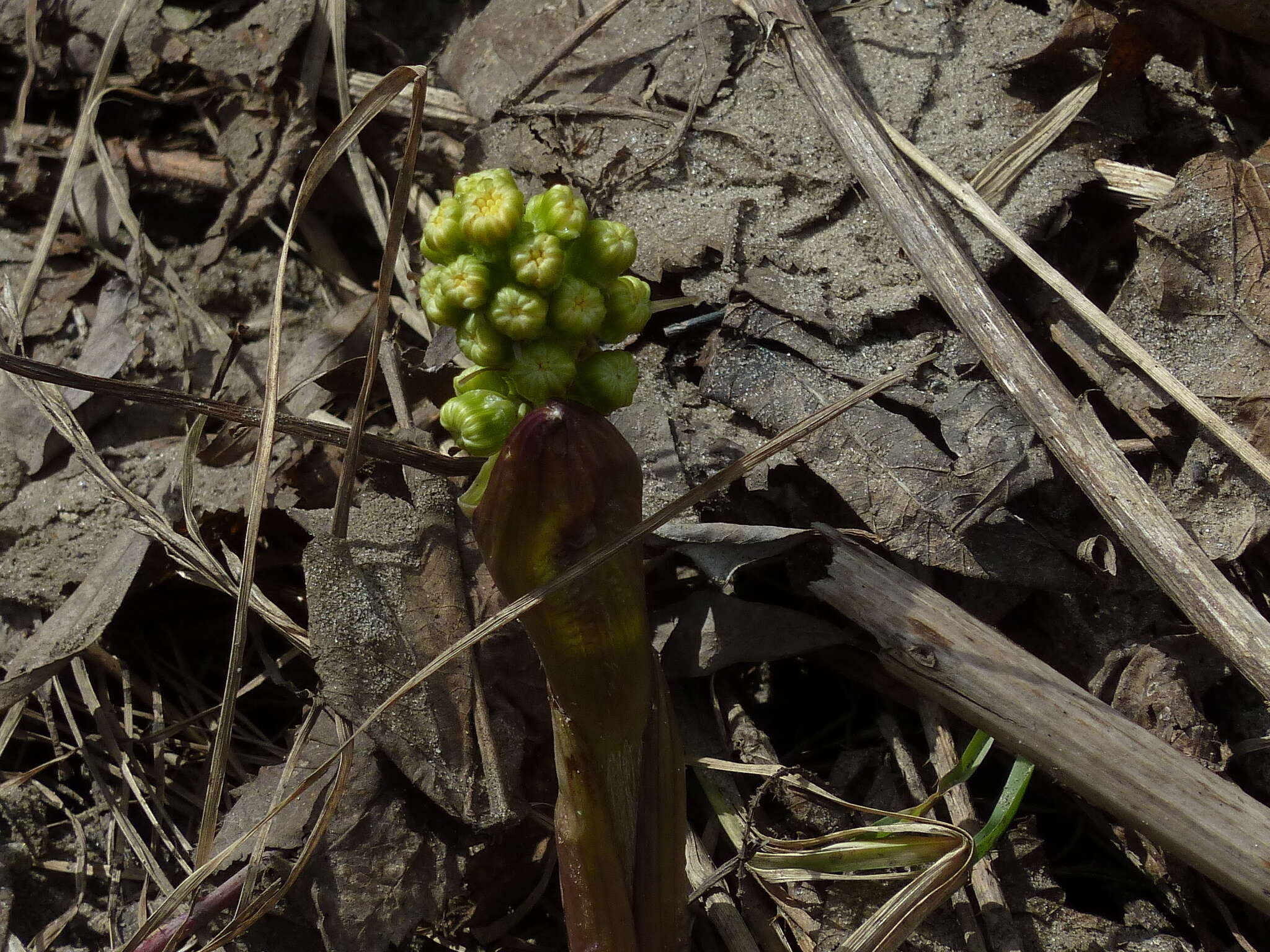 Petasites spurius (Retz.) Rchb.的圖片