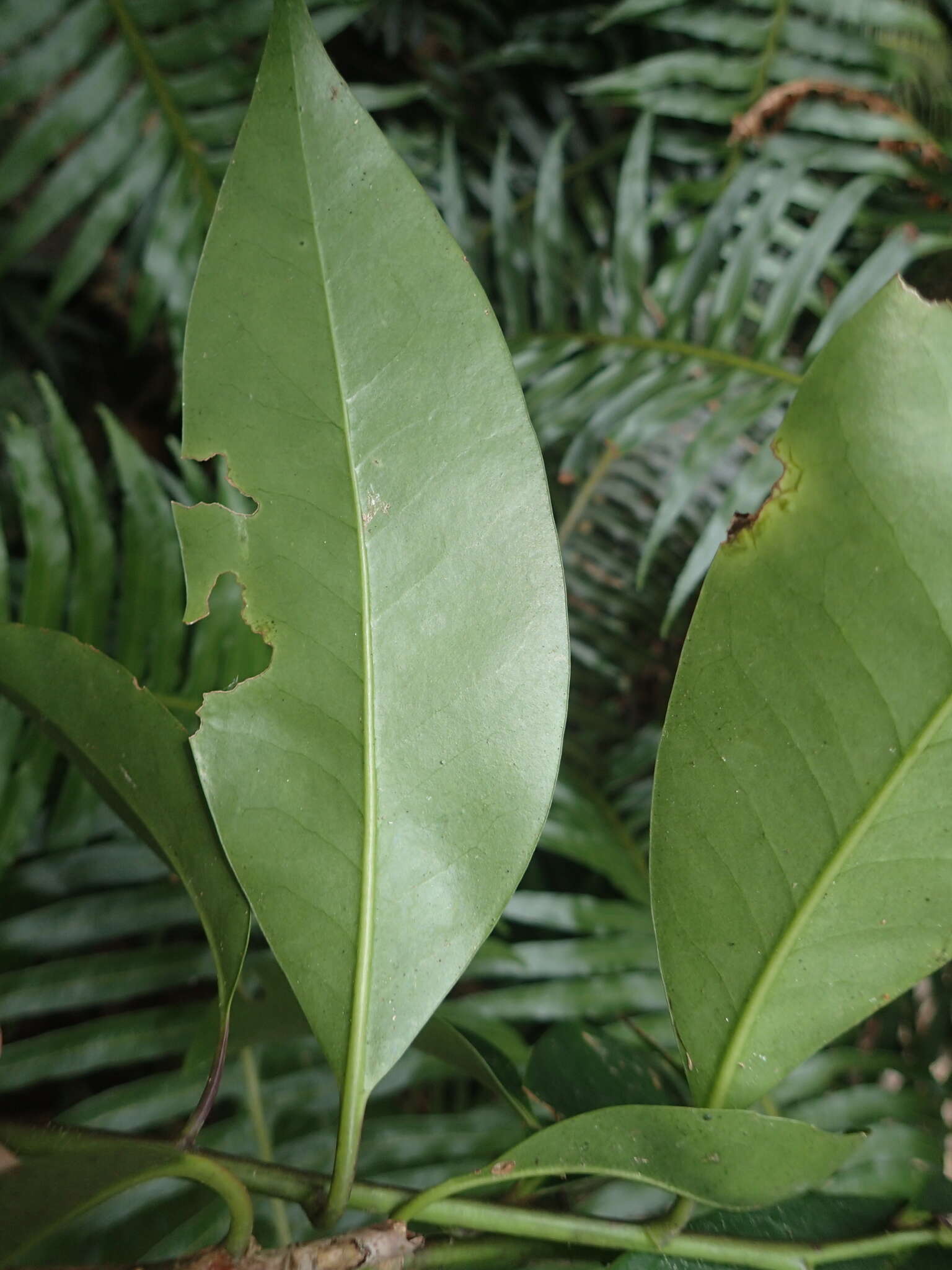 Image of Ilex tugitakayamensis Sasaki