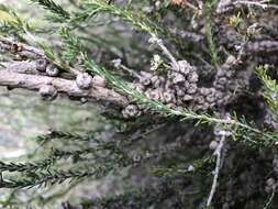 Imagem de Melaleuca brevifolia Turcz.