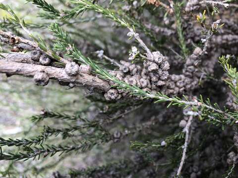 Image of d'Alton's melaleuca