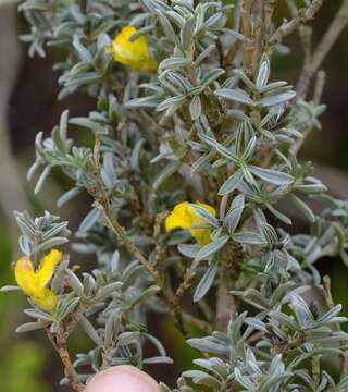 Image of Polhillia pallens C. H. Stirt.