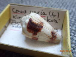 Image of Conus varius Linnaeus 1758