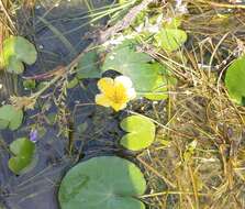 Image of yellow floatingheart