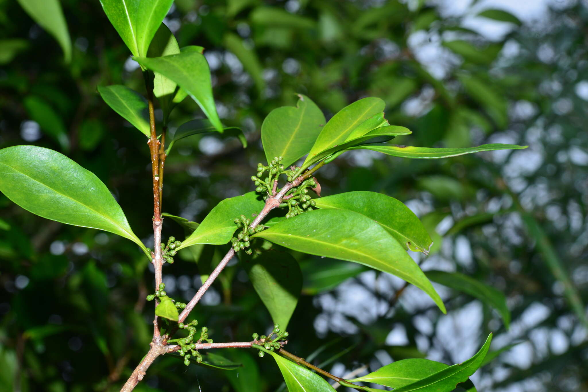 Image of Microtropis yunnanensis (Hu) C. Y. Cheng & T. C. Kao ex Q. H. Chen