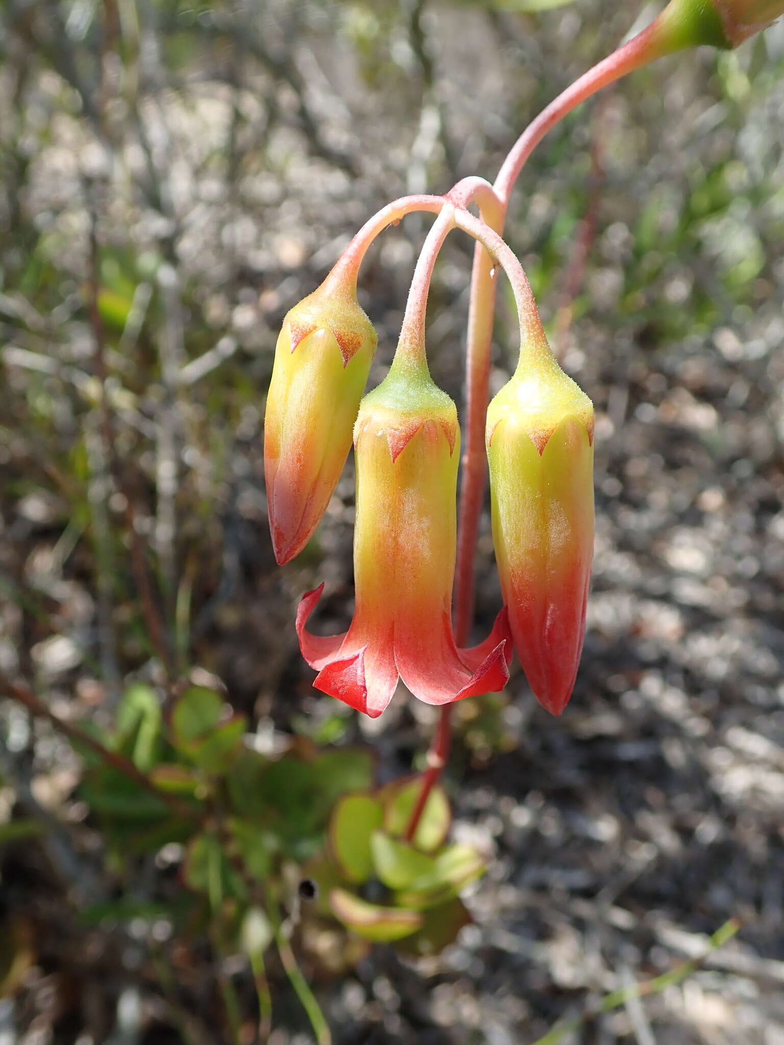 Imagem de Cotyledon adscendens R. A. Dyer