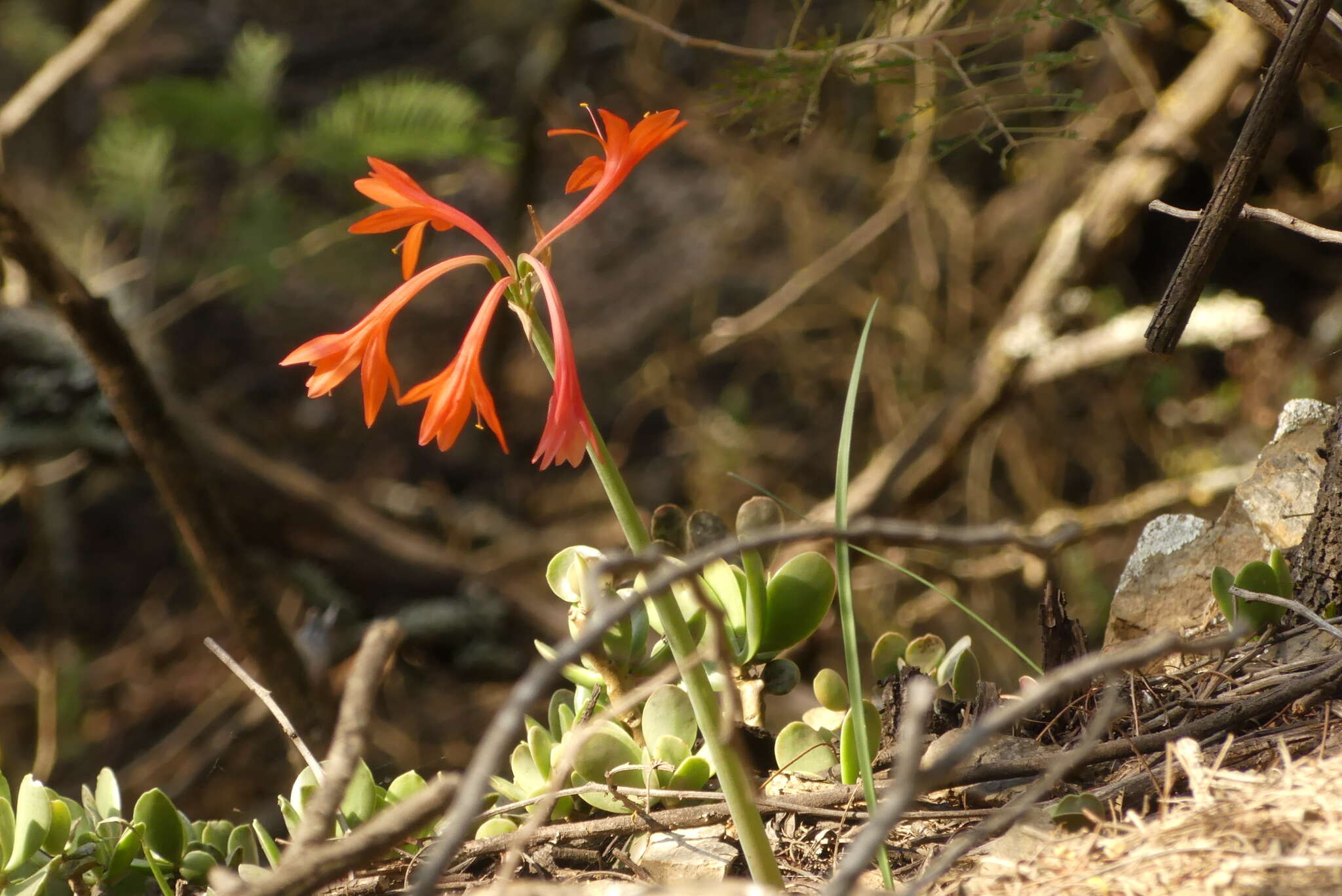 Image of Cyrtanthus angustifolius (L. fil.) Aiton