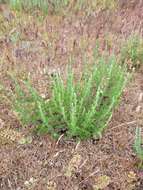 Imagem de Artemisia pauciflora