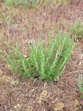 Image of Artemisia pauciflora