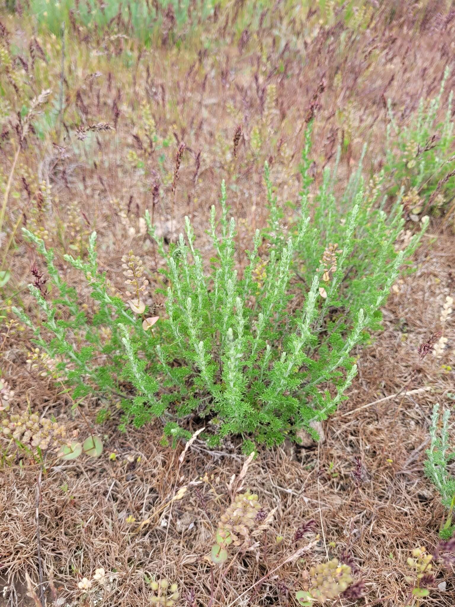 Image of Artemisia pauciflora