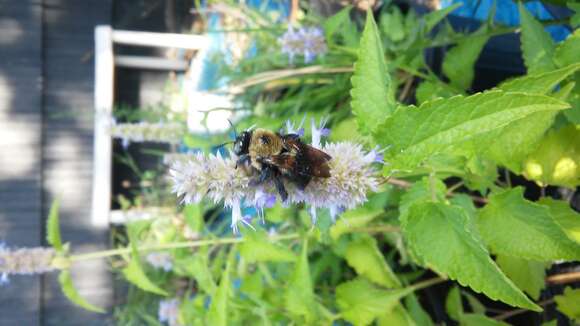 Image de Xylocopa virginica virginica (Linnaeus 1771)