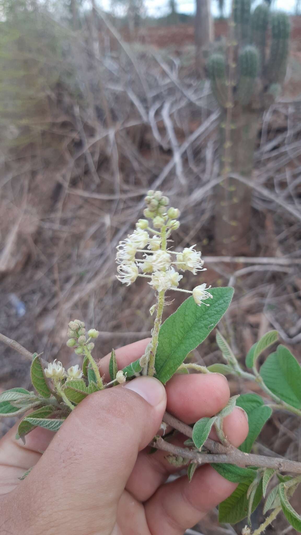 Image of Croton alamosanus Rose