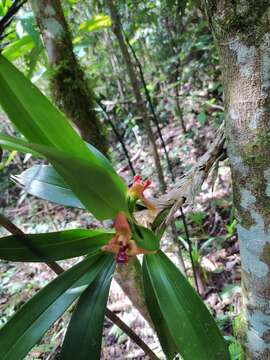 Image of Maxillaria elatior (Rchb. fil.) Rchb. fil.