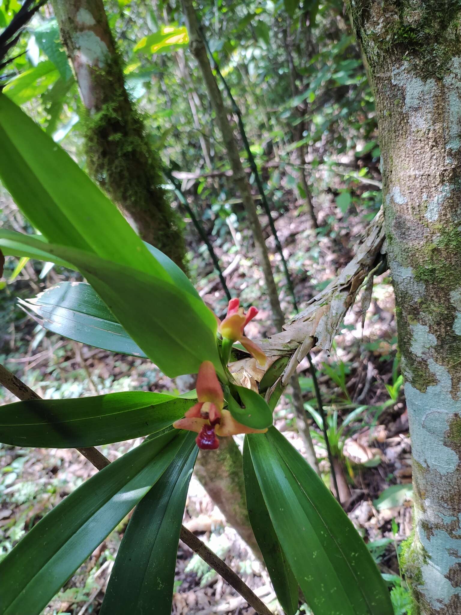 Image of Maxillaria elatior (Rchb. fil.) Rchb. fil.