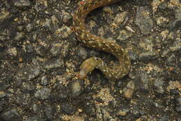 Image of Beddome’s Keelback