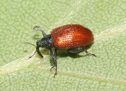 Image of Orchestes andersoni Alonso-Zarazaga 2004