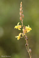 Image of Bulbine favosa (Thunb.) Schult. & Schult. fil.