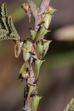 Image of Sextius virescens Fairmaire