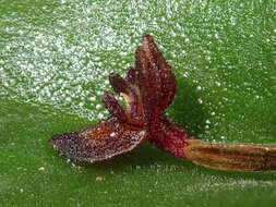 Imagem de Pleurothallis phymatodea Luer