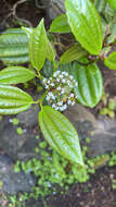 Image de Viburnum davidii Franch.