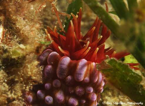 Image of southern anemone