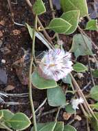 Image of Ptilotus axillaris (Benth.) F. Müll.