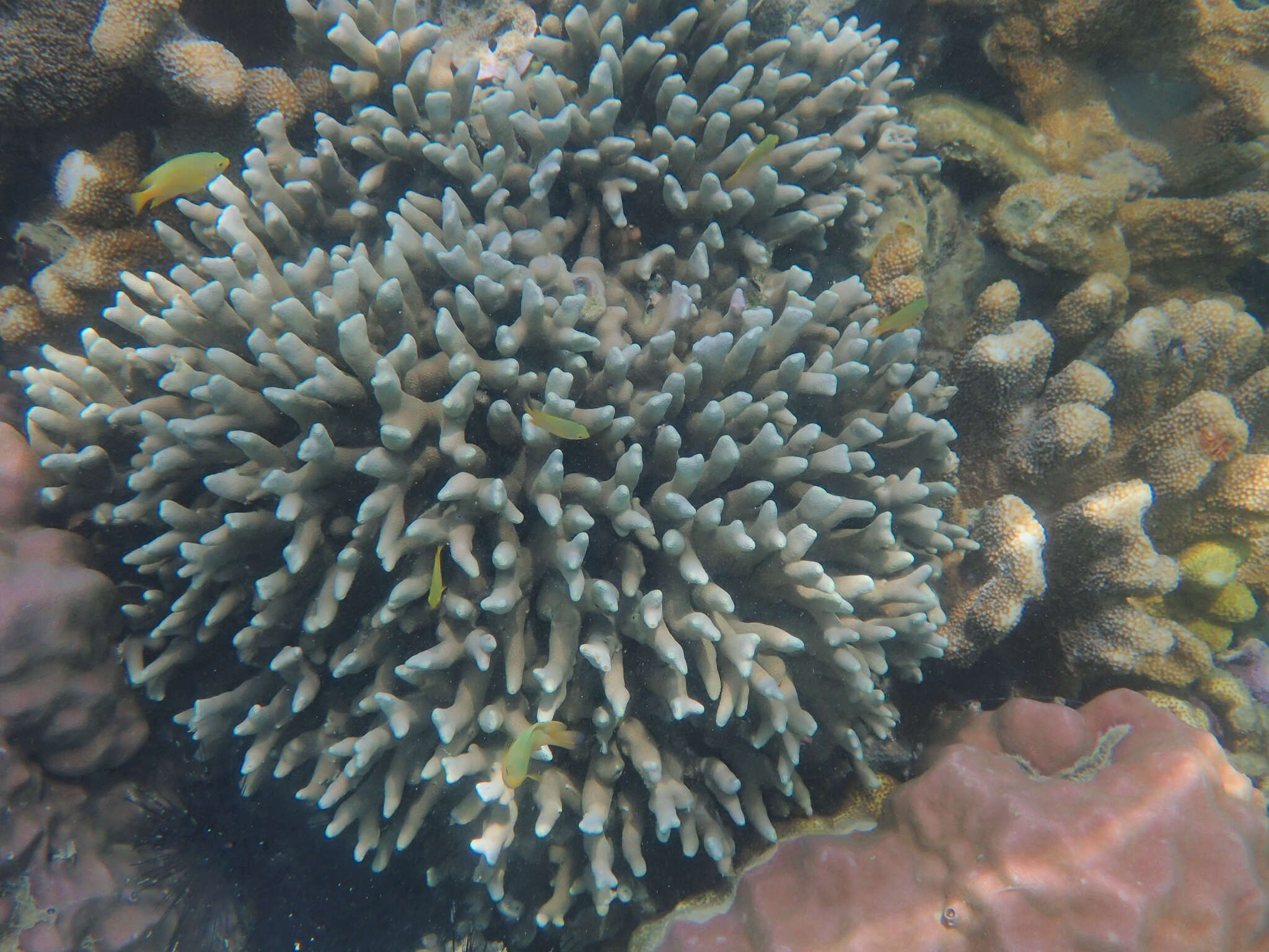 Image of Stony coral