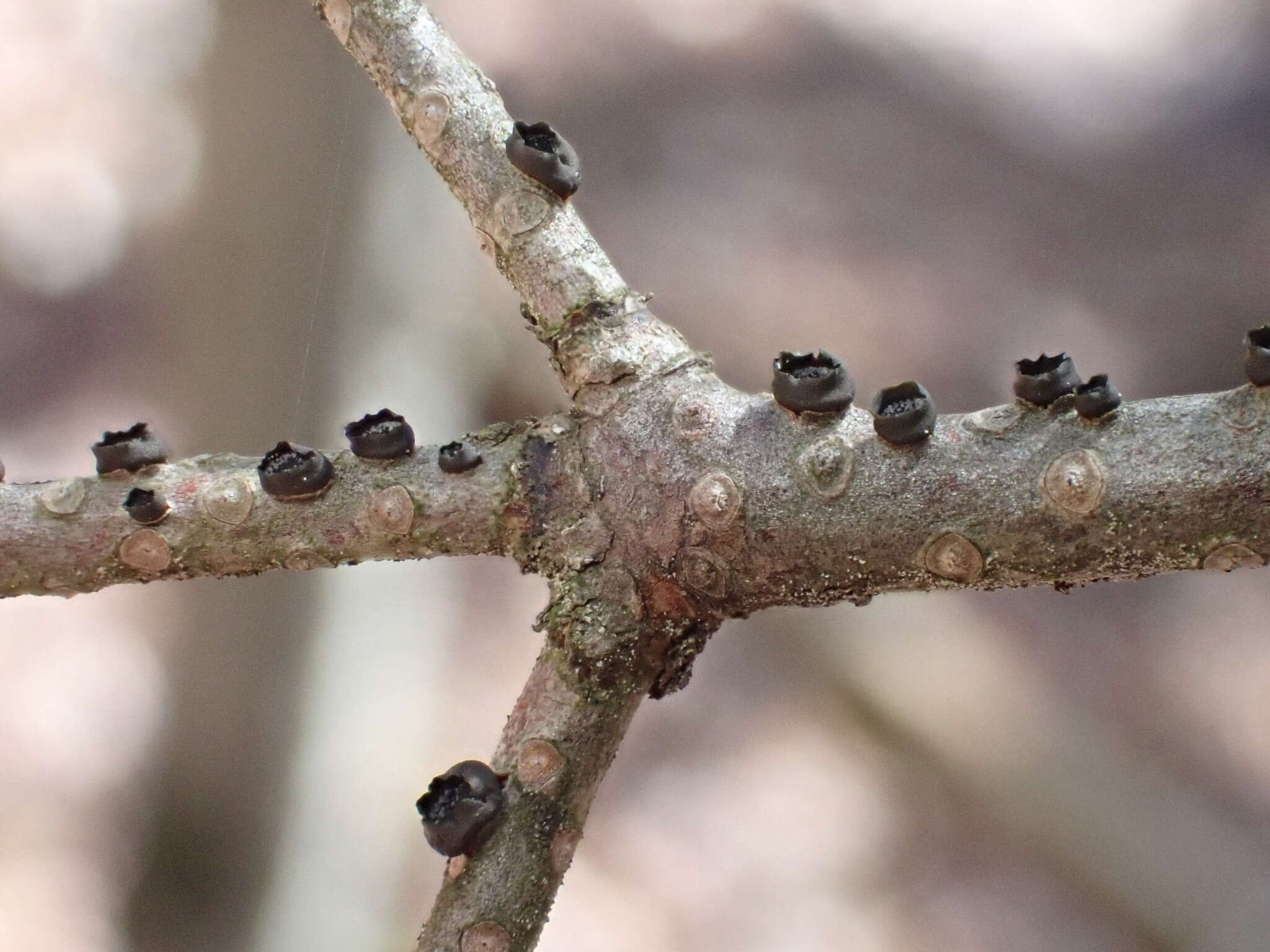 Image of Ascocalyx berenice (Berk. & M. A. Curtis) Baschien 2014