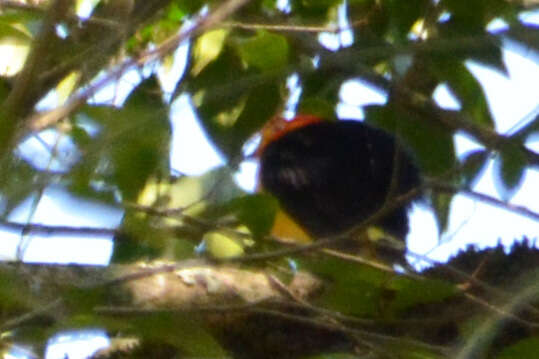 Image of Band-tailed Manakin