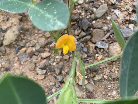 Plancia ëd Arachis hypogaea L.