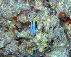 Image of Red Sea Mimic Blenny