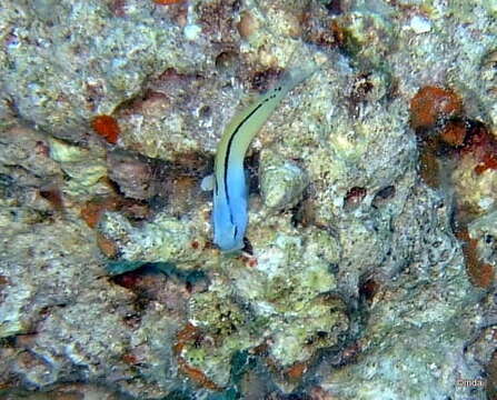 Image of Red Sea Mimic Blenny