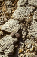 Image of Echinocereus schereri G. Frank