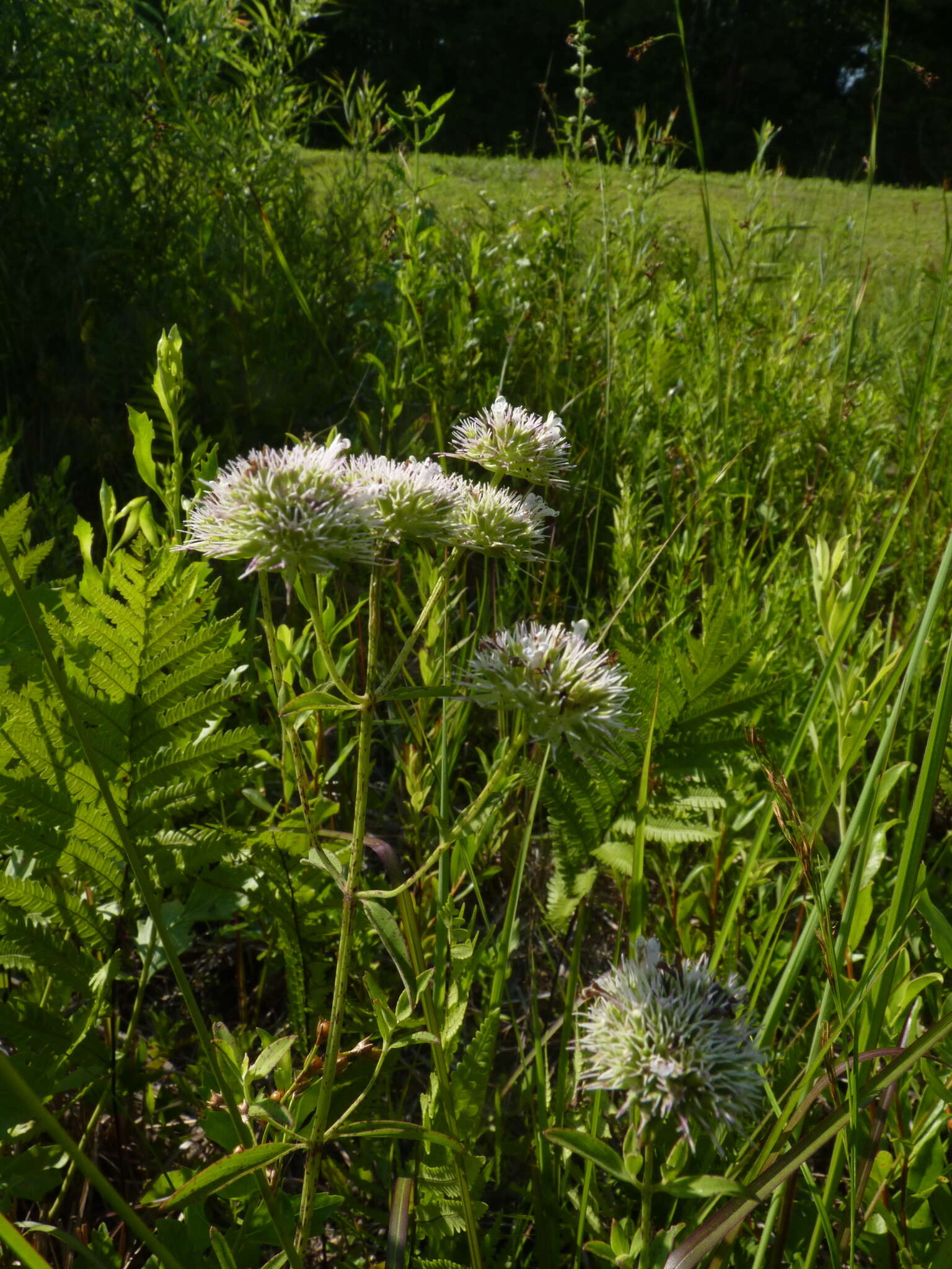 Pycnanthemum flexuosum (Walter) Britton, Sterns & Poggenb. resmi