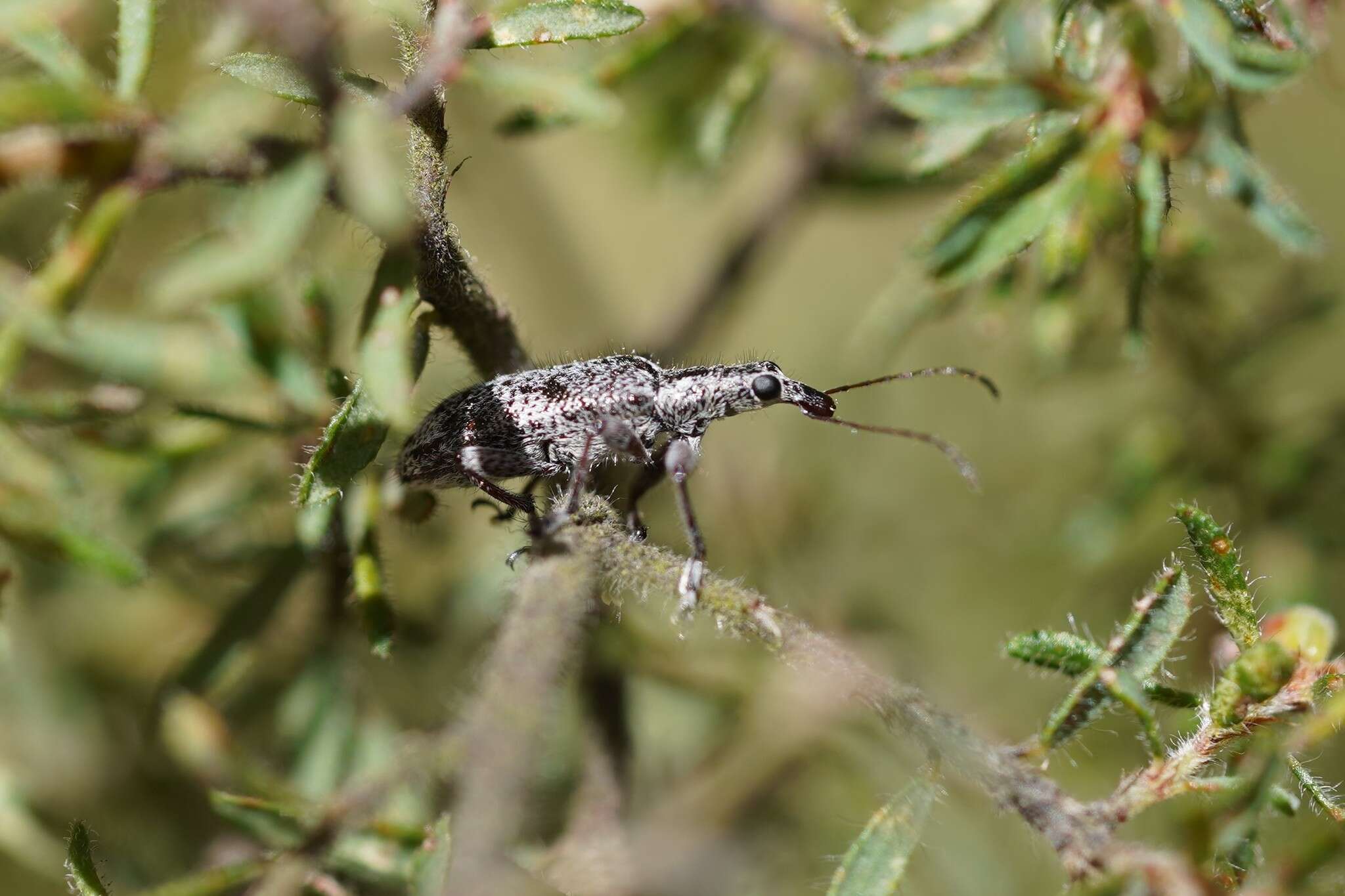 Image de Agnesiotis pilosula Pascoe & F. P. 1870